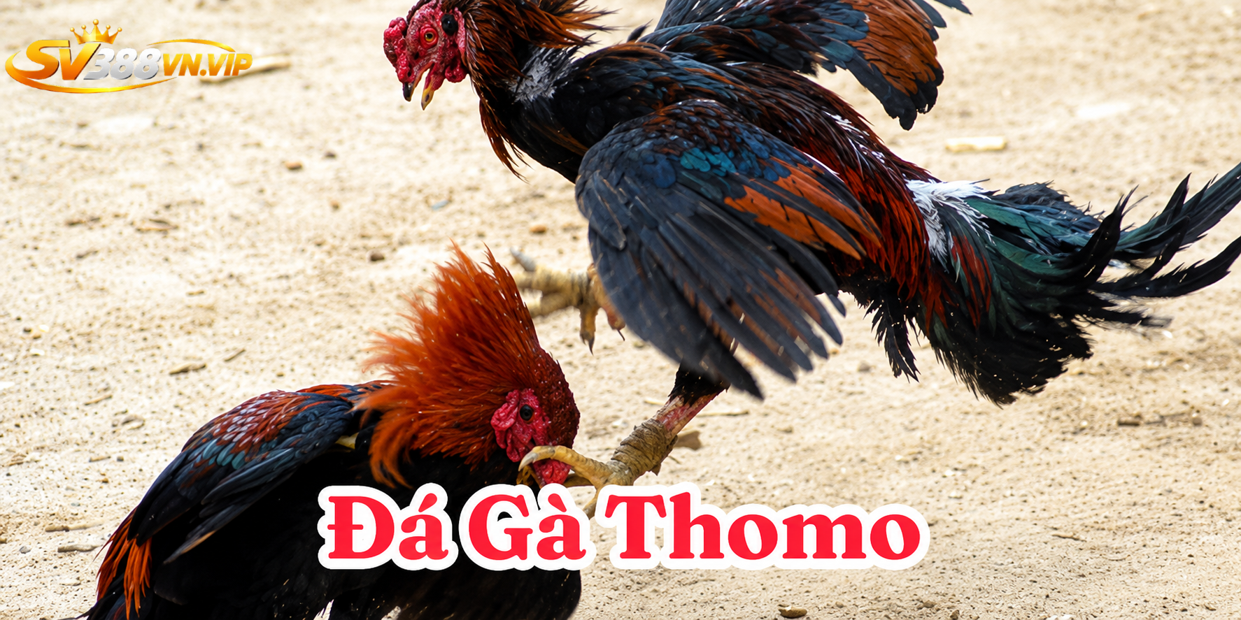 Sự hấp dẫn đá gà mang lại cho mọi người.