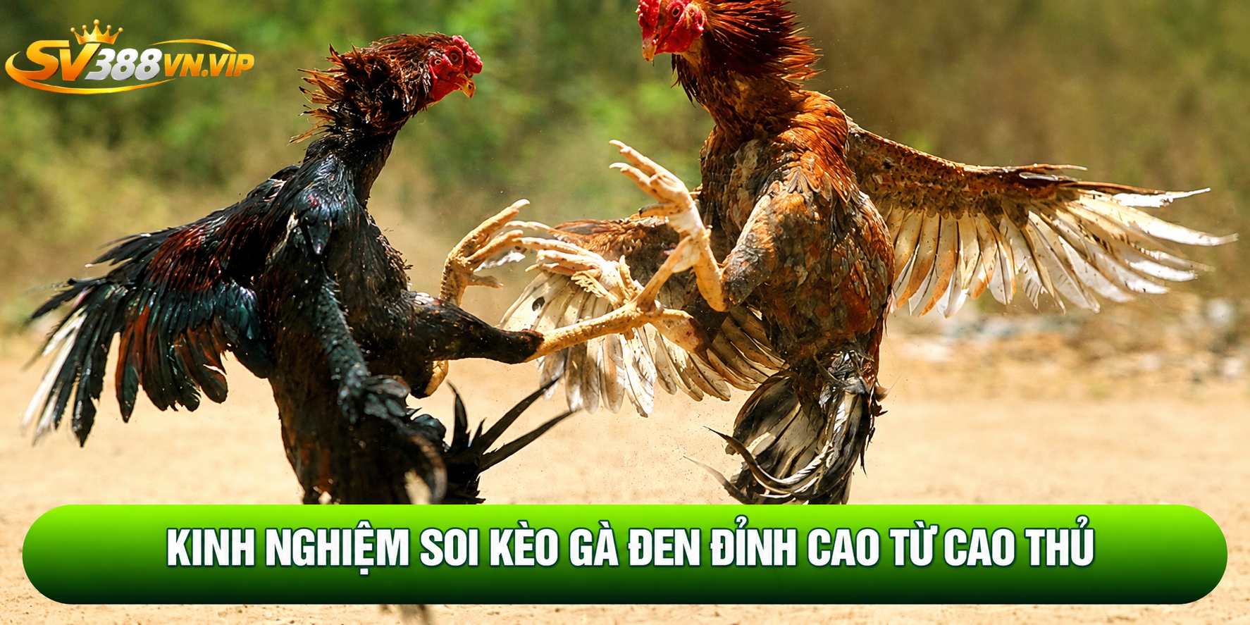 Thông tin cơ bản về bộ môn đá gà online tại SV388