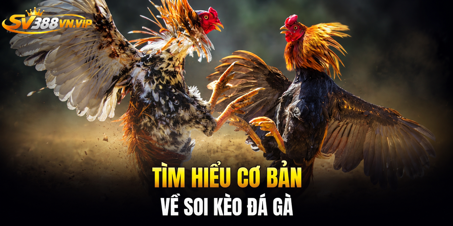 Tổng hợp một số kinh nghiệm soi kèo đá gà tại SV388