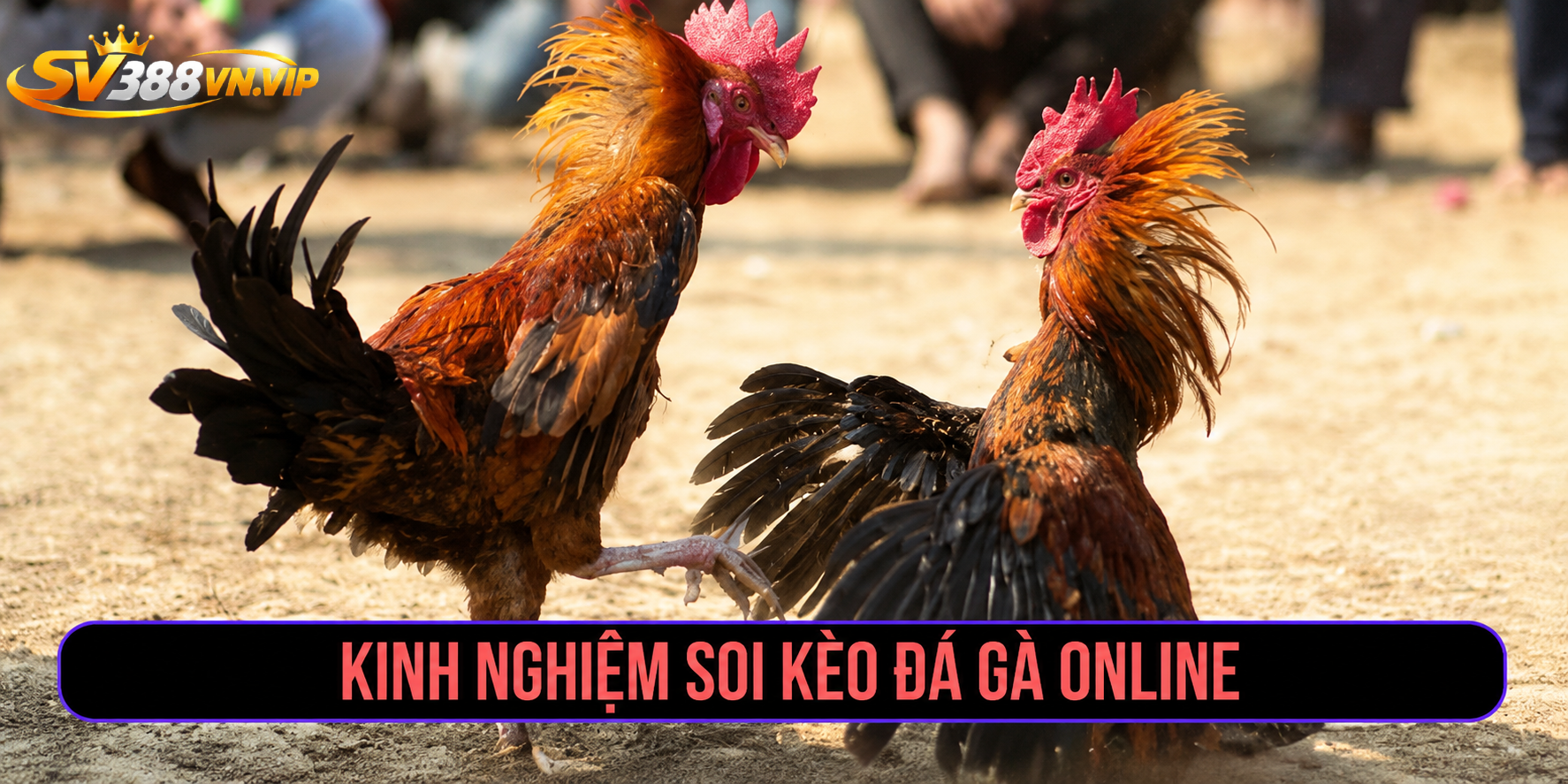Kiến thức về chọi gà 